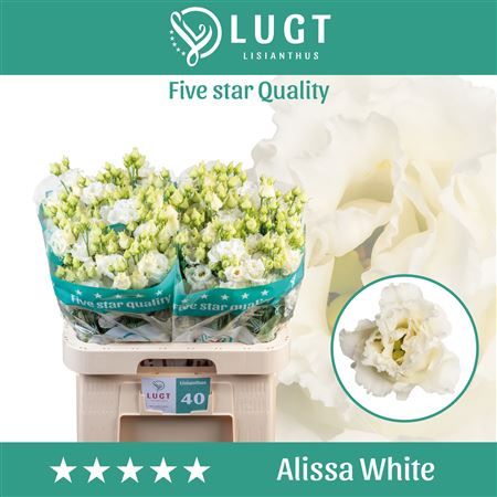 Eustoma Alissa White (10 Stems)