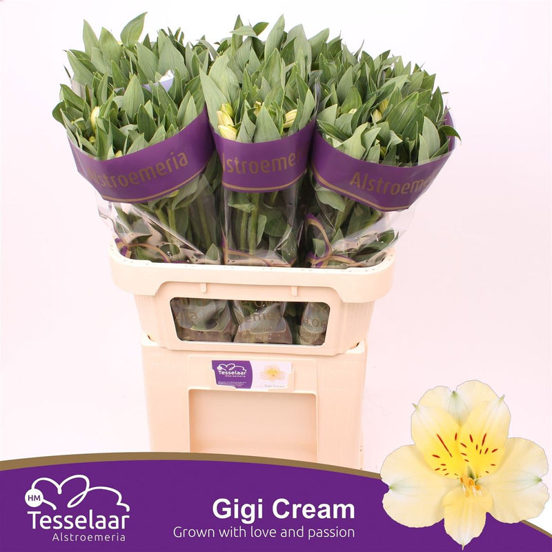 Alstroemeria Gigi Cream (10 Stems)
