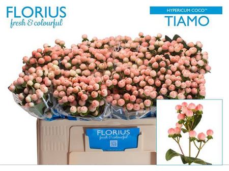Hypericum Coco Tiamo (30 Stems)