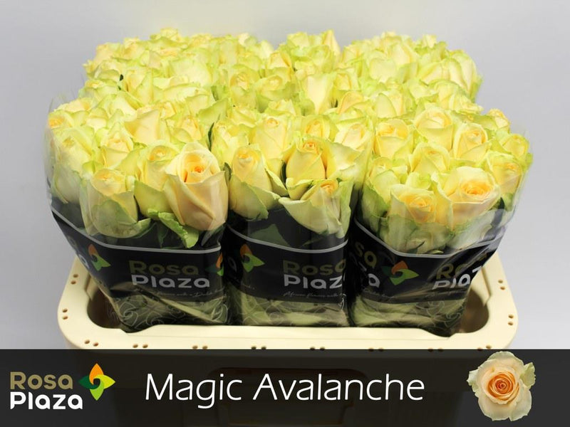 Rose Magic Avalanche+
