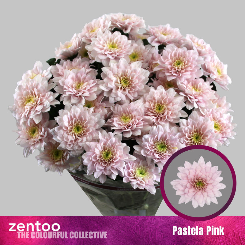 Chrysanthemum Spray Pastela Pink