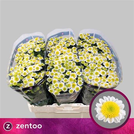 Chrysanthemum Santini Sun Up (25 Stems)