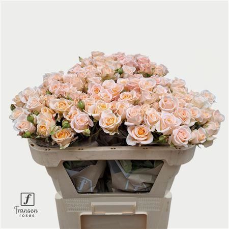 Spray Rose Morning Star