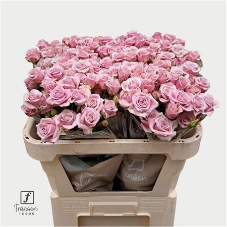 Spray Rose Leila