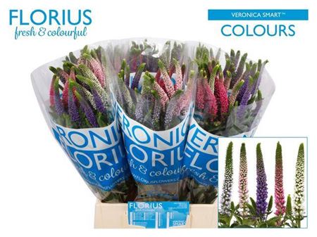 Veronica Smart Colours Mix (25 Stems)