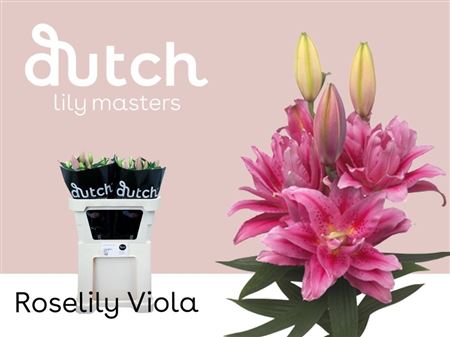 Lily Roselily Viola (OR) (10 Stems)