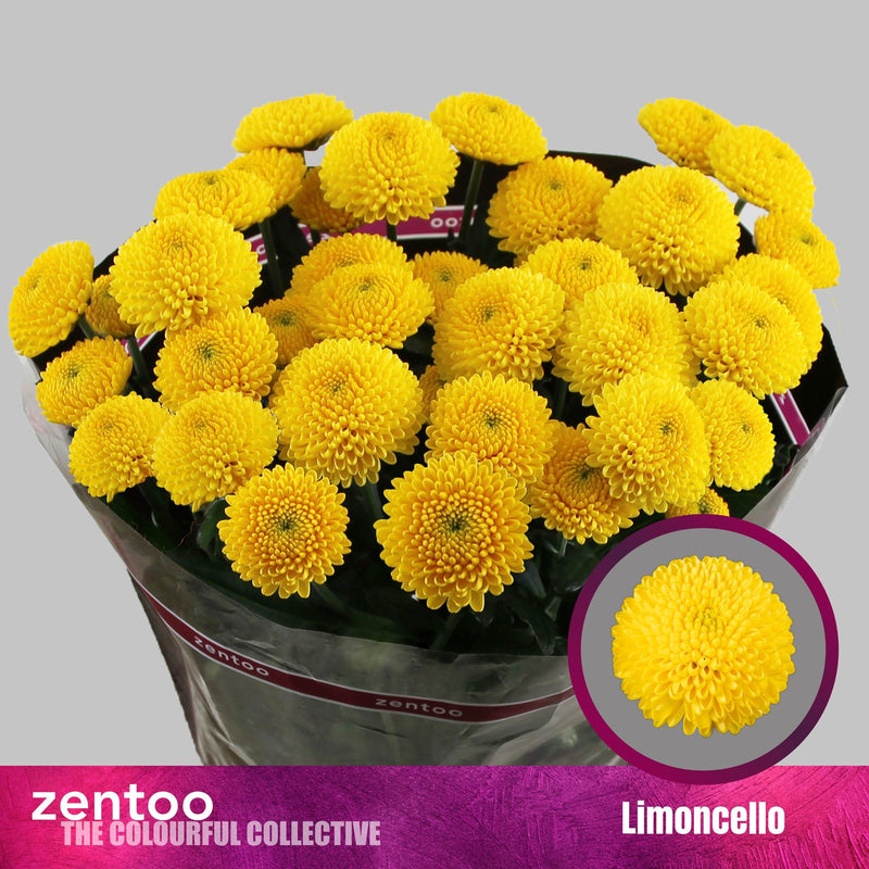 Chrysanthemum Spray Limoncello