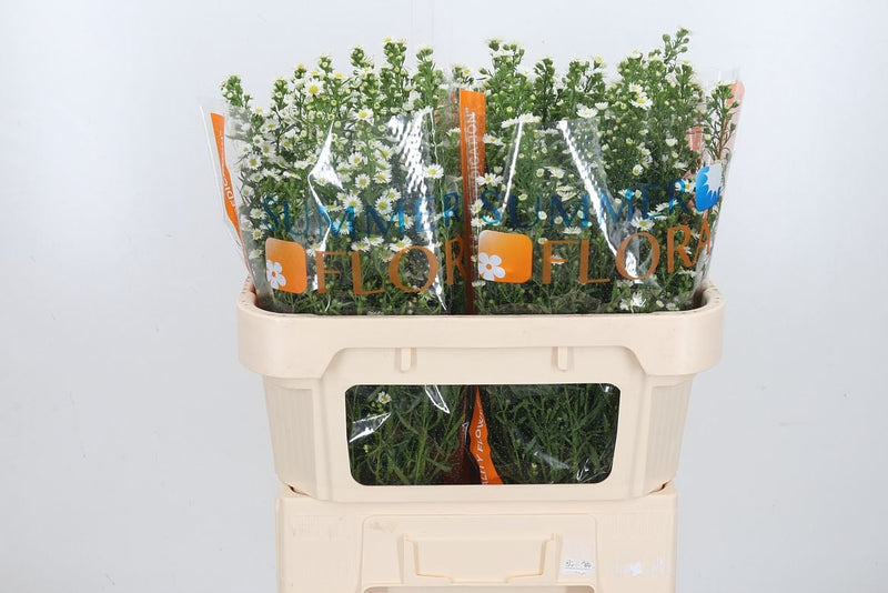 White Aster Paquita – 70cm Stems
