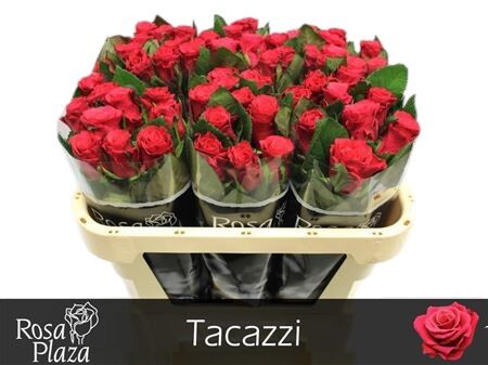 Rose Tacazzi