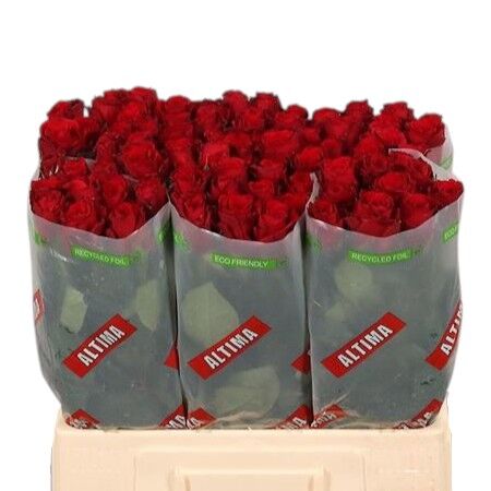 Rose Upper Class