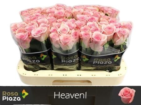 Rose Heaven!