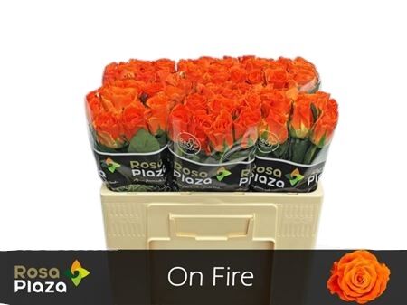 Rose On Fire