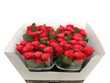 Rose Pink Tacazzi