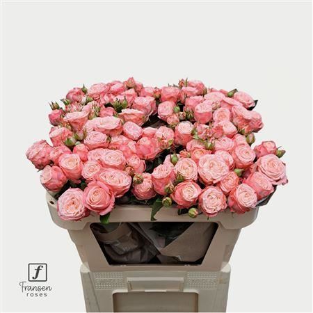 Spray Rose First Date