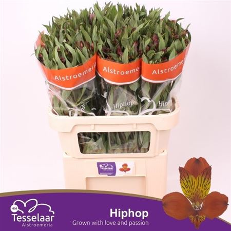 Alstroemeria Hiphop (10 Stems)