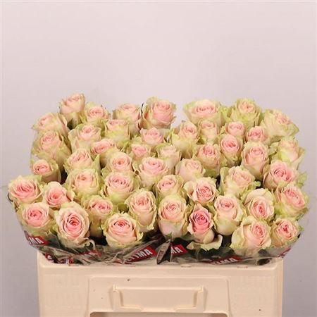 Rose Frutteto