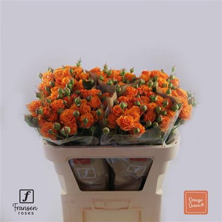 Spray Rose Orange Queen