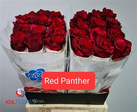 Rose Eq Red Panther