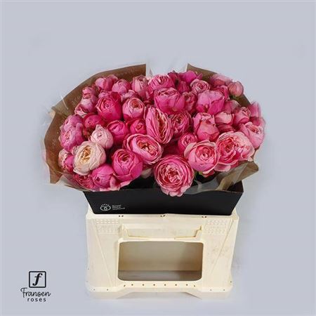 Spray Rose Silva Pink+