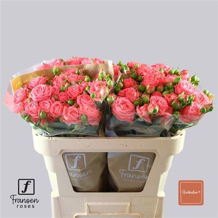 Spray Rose Barbados