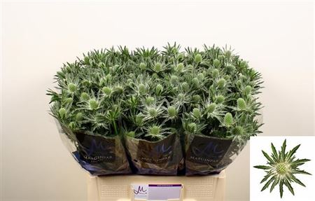 Eryngium Sirius Questar (Thistle)