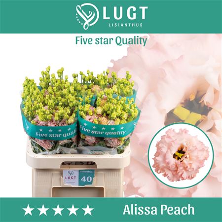 Eustoma Alissa Peach (10 Stems)