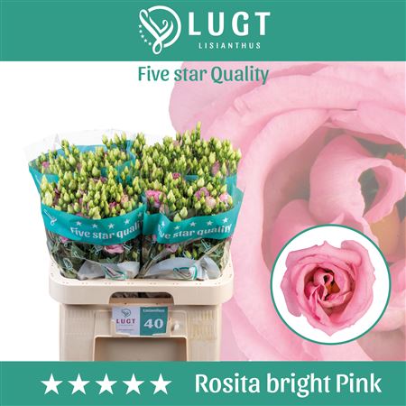Eustoma Rosita Pink (10 Stems)