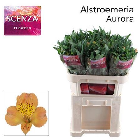 Alstroemeria Aurora (10 Stems)
