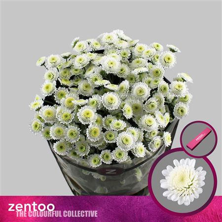 Chrysanthemum Spray Stallion White