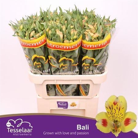 Alstroemeria Bali (10 Stems)