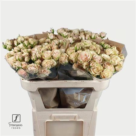 Spray Rose Whitney
