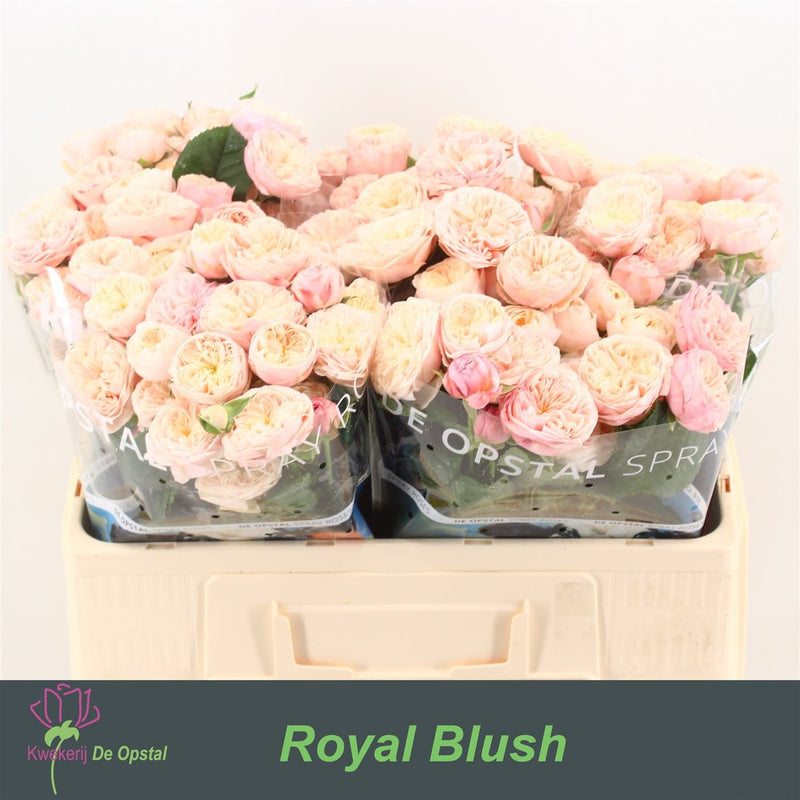 Spray Rose Royal Blush