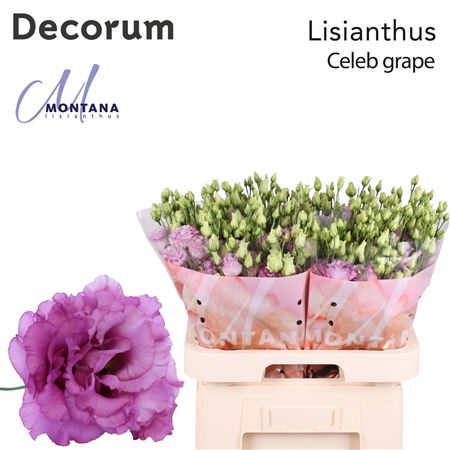 Eustoma Alissa Celeb Grape (10 Stems)
