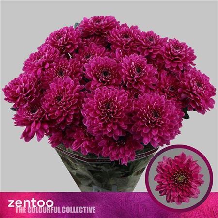 Chrysanthemum Spray Fabienne Purple
