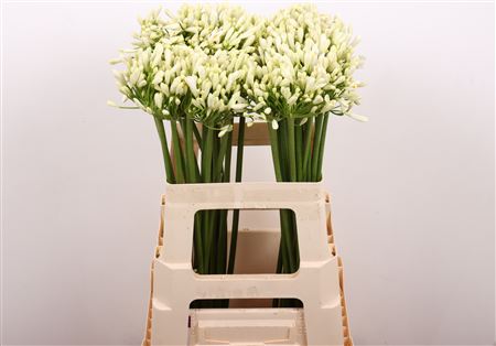 Agapanthus Gletsjer (10 Stems)