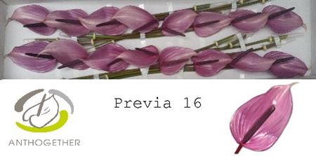 Anthurium Previa