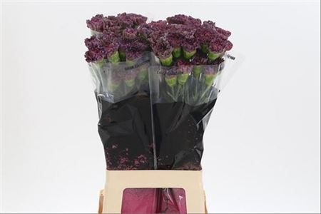 Carnation Standard Copper Extasis