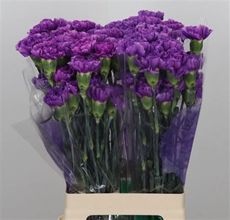 Carnation Standard Moonlite (20 Stems)