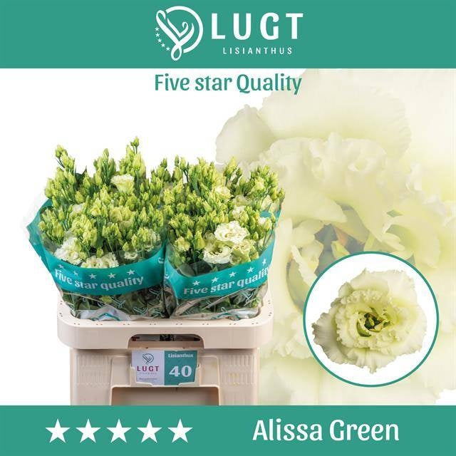 Eustoma Alissa Green (10 Stems)