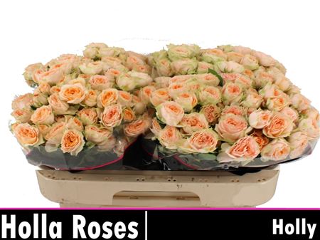Spray Rose Holly