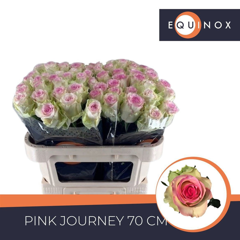 Rose Pink Journey