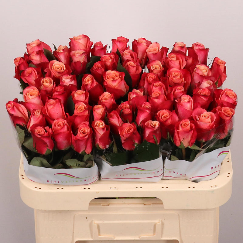 Rose Helene