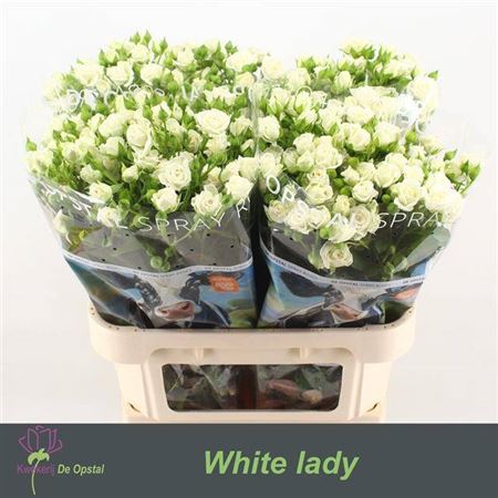 Spray Rose White Lady