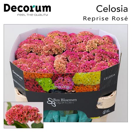 Celosia Reprise Rose