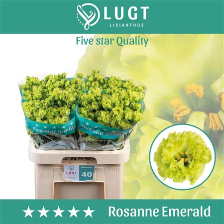 Eustoma Rosan Emerald green