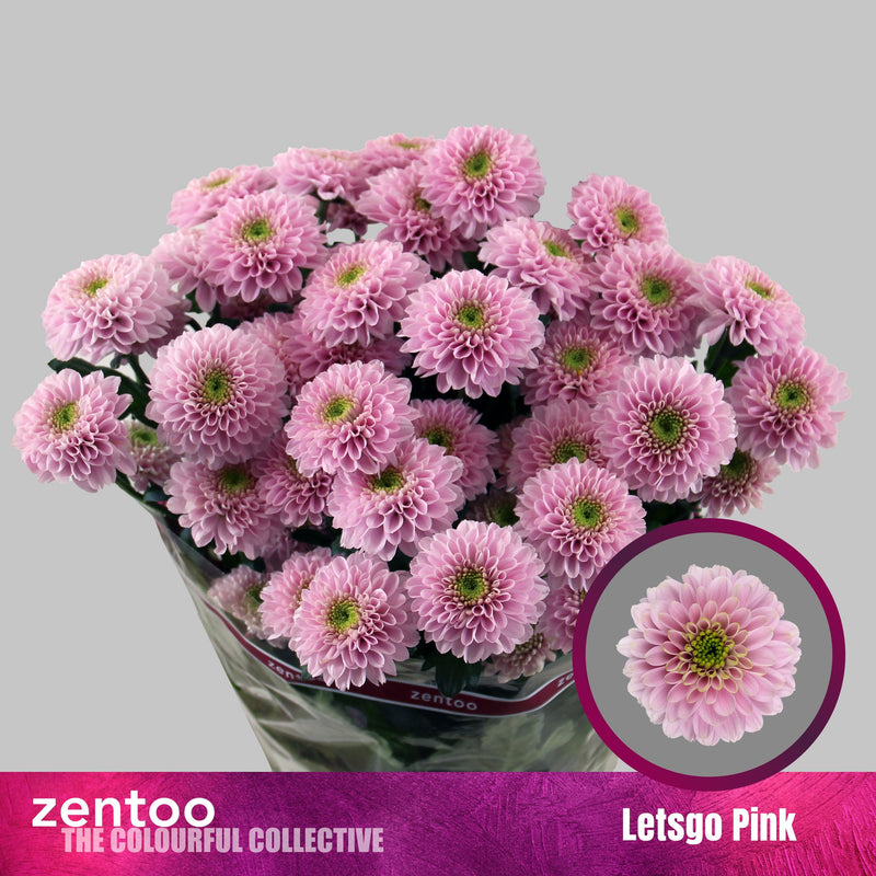 Chrysanthemum Spray Letsgo Pink