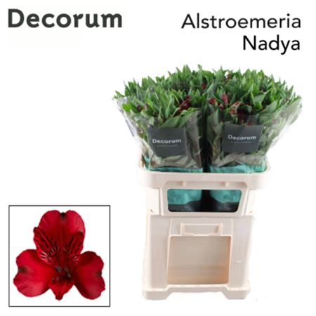 Alstroemeria Nadya (10 Stems)