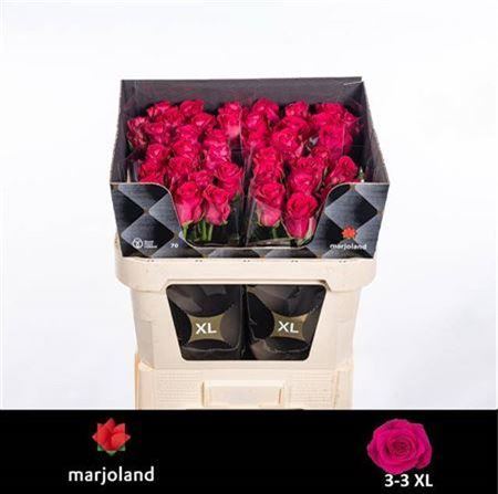 Rose Xoch!