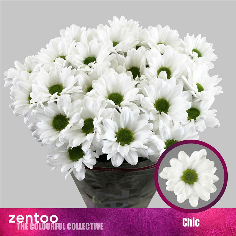 Chrysanthemum Spray Chic/ Kennedy