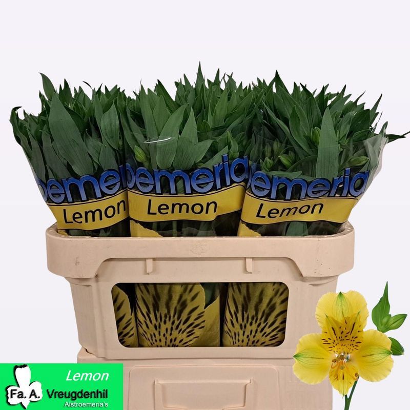 Alstroemeria Lemon